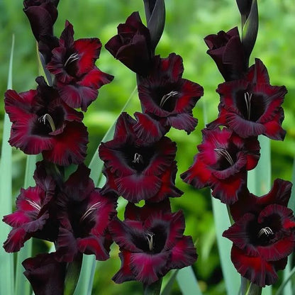 Rainbow Gladiolus Corms🌺