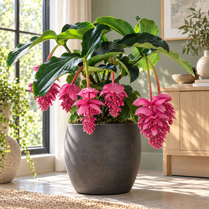 🌸Medinilla Magnifica Flower Bulbs