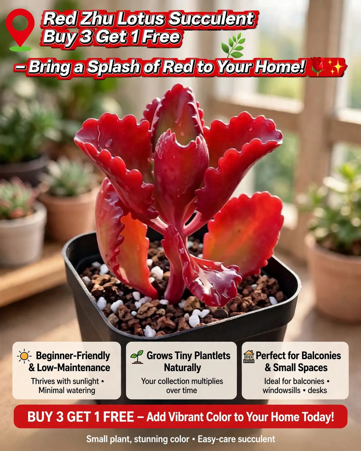 ❤️ Red Zhu Lotus Succulent – A Little Ruby for Your Garden!