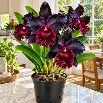 🌸 Rare Giant Cattleya Orchid