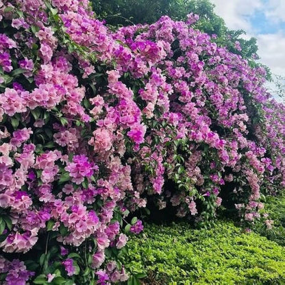 Garlic Vine, Mansoa Alliacea Seeds
