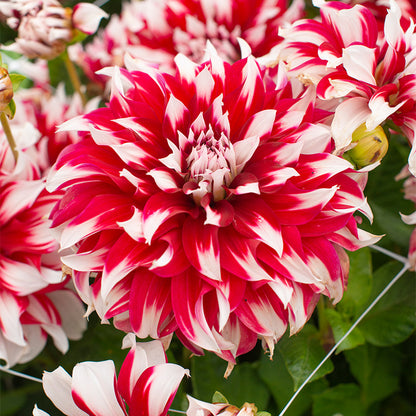 🎅🌸  'Santa Claus' Dahlia Bulbs