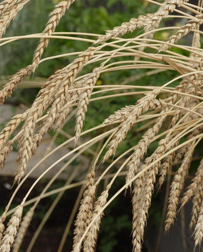 Winter Wheat