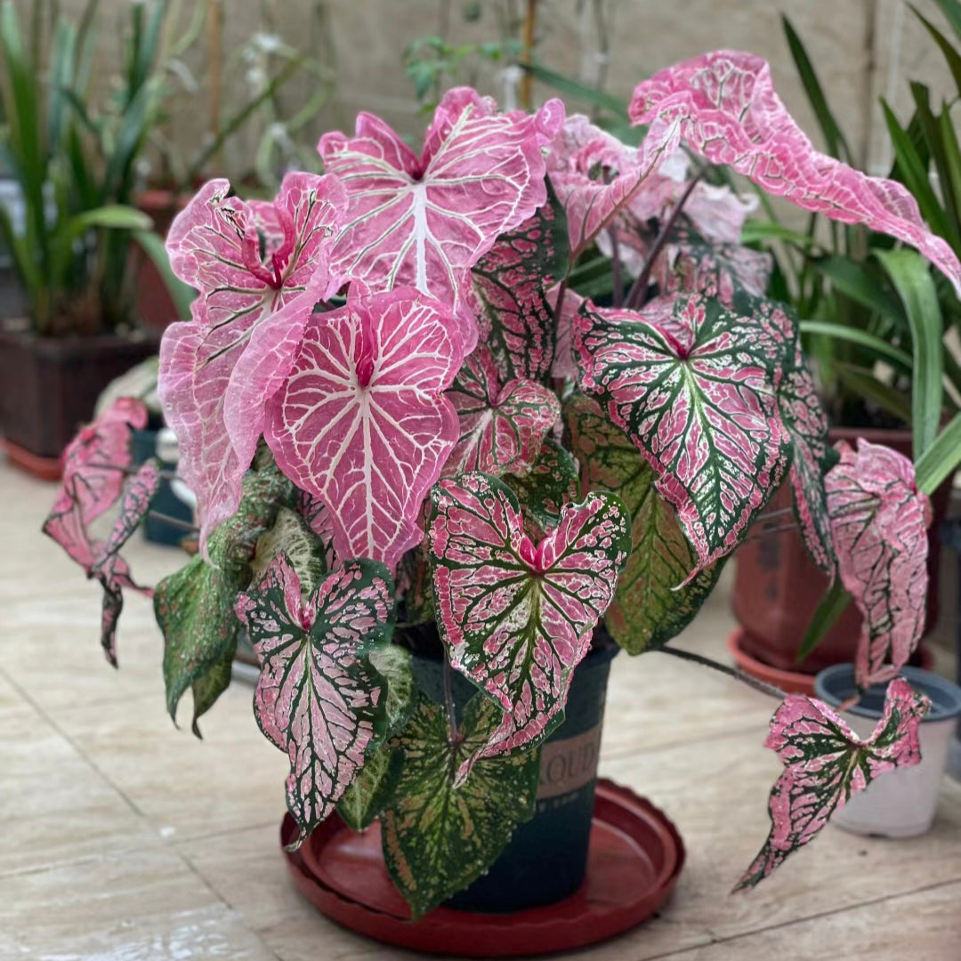 Caladium Peppermint