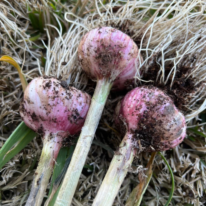 Solo Garlic: Healthy Onion without GMO Ingredients
