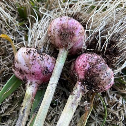 Solo Garlic: Healthy Onion without GMO Ingredients