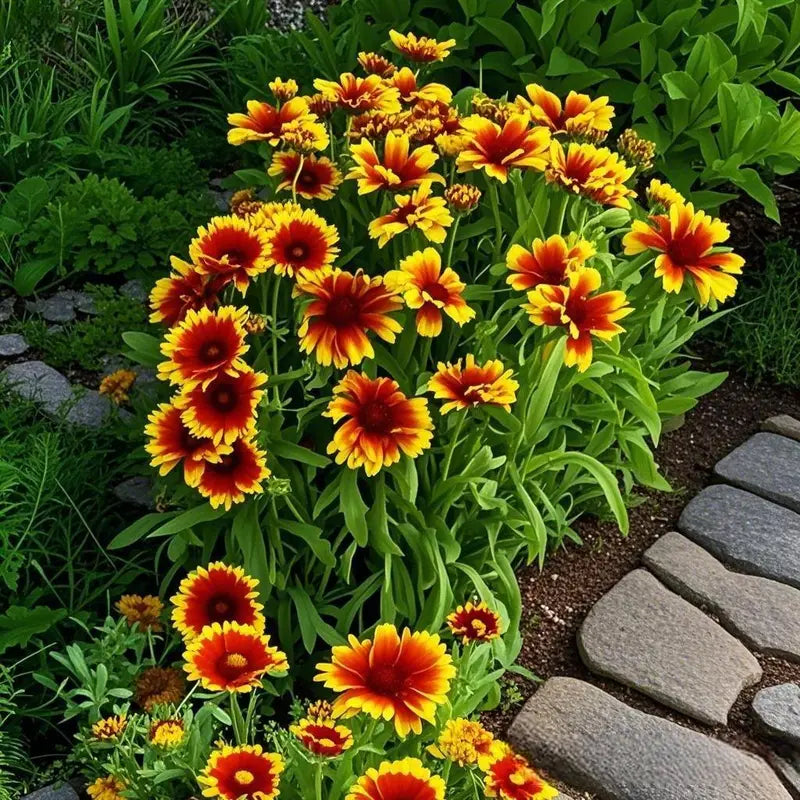 Gaillardia Blanket Flower Seeds – Easy-Grow, Drought-Tolerant, Long-Blooming Color for Beginner Gardeners