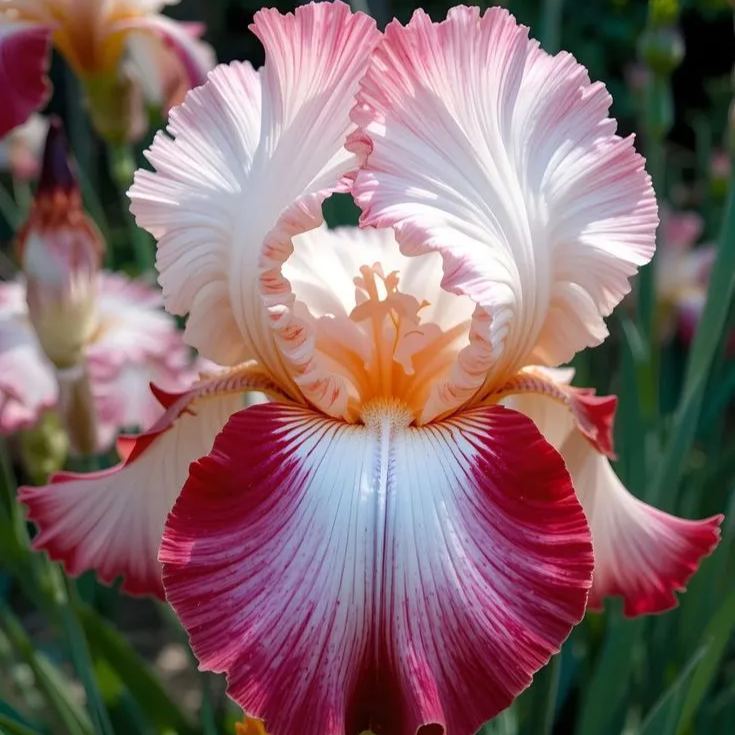 ⚜️Rare Tall Bearded Iris (Premium Rhizome Variety)