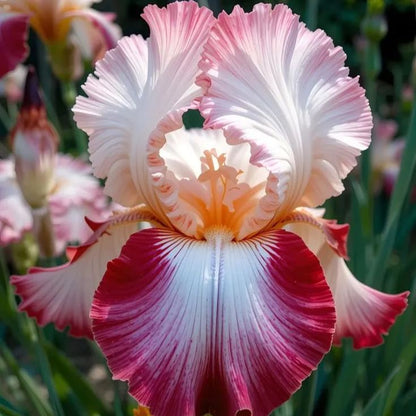 Golden Veil-Rare Iris Bulbs⚜️