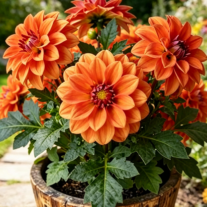 🌸Premium Double Dwarf Dahlia Seeds🏷️Limited-Time Offer