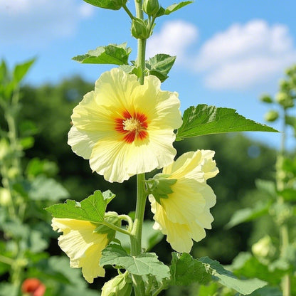 💐Hollyhocks Seeds