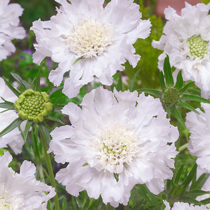 Scabiosa Comosa Seeds