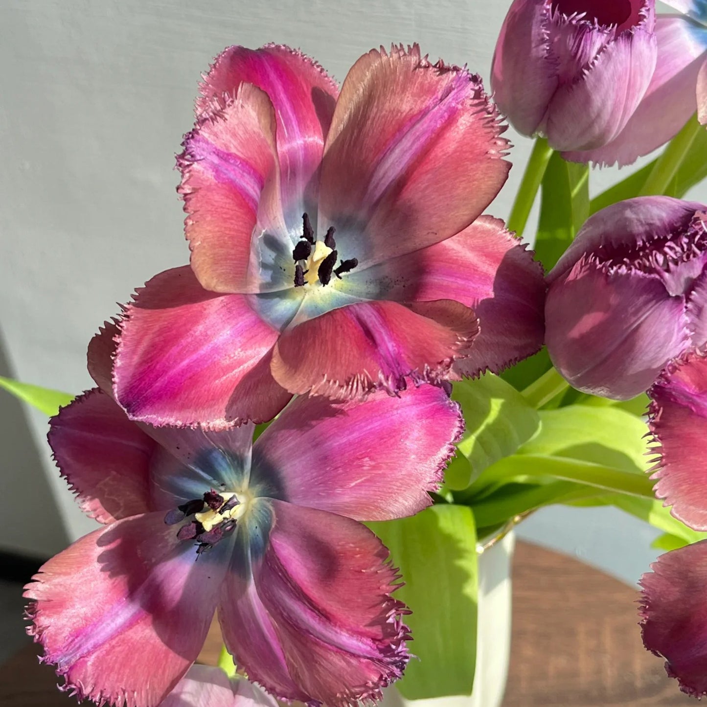 Frill Tulip seeds