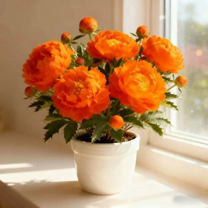 Dwarf Peony Seeds – Big Blooms in Small Spaces 🌿 Easy to Grow & Beautifully Compact