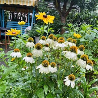 Coneflower Seeds (Echinacea)