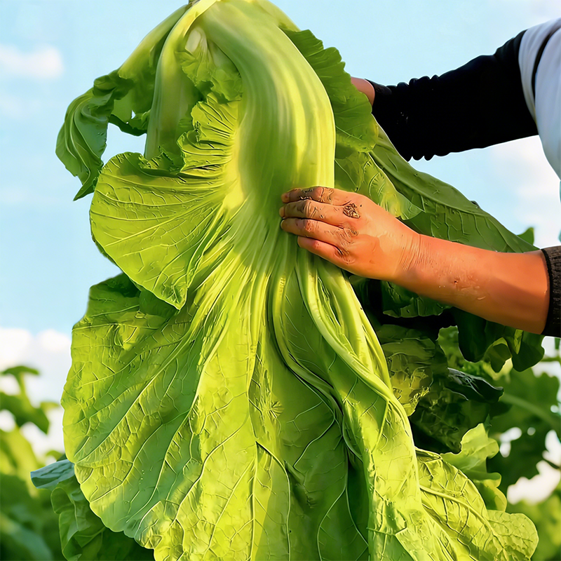 Large Leaf Stuffed Sweet Mustard Seeds