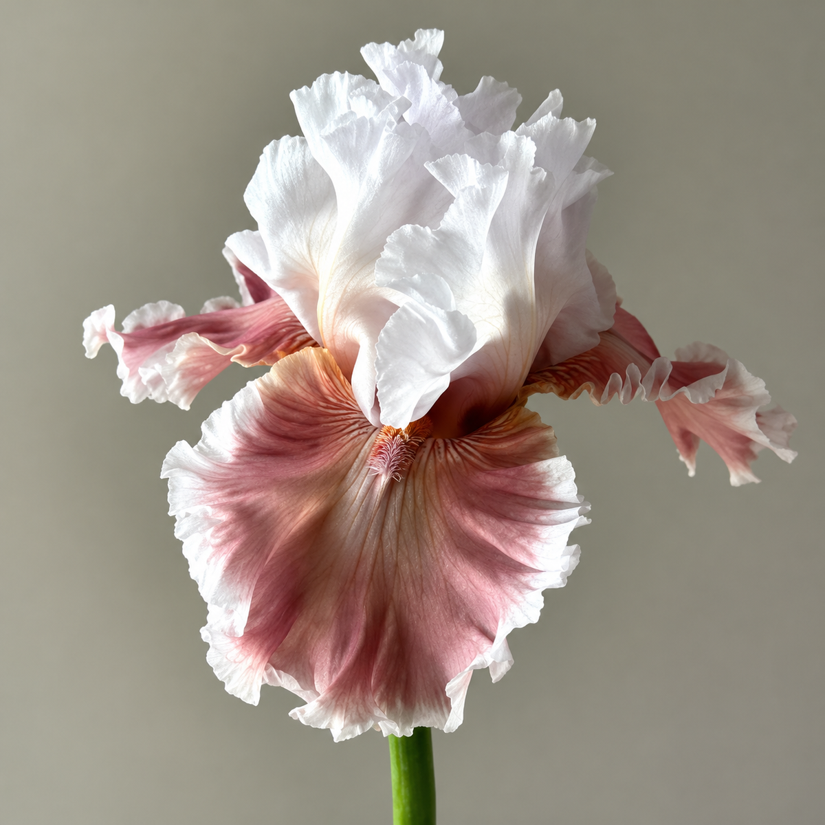⚜️German Bearded Iris Bulbs-Dramatic Ruffled Blooms•Lasting Perennial Beauty