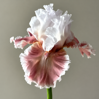 ⚜️German Bearded Iris Bulbs-Dramatic Ruffled Blooms•Lasting Perennial Beauty