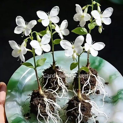 Tailing jasmine Seeds- brides veil💕