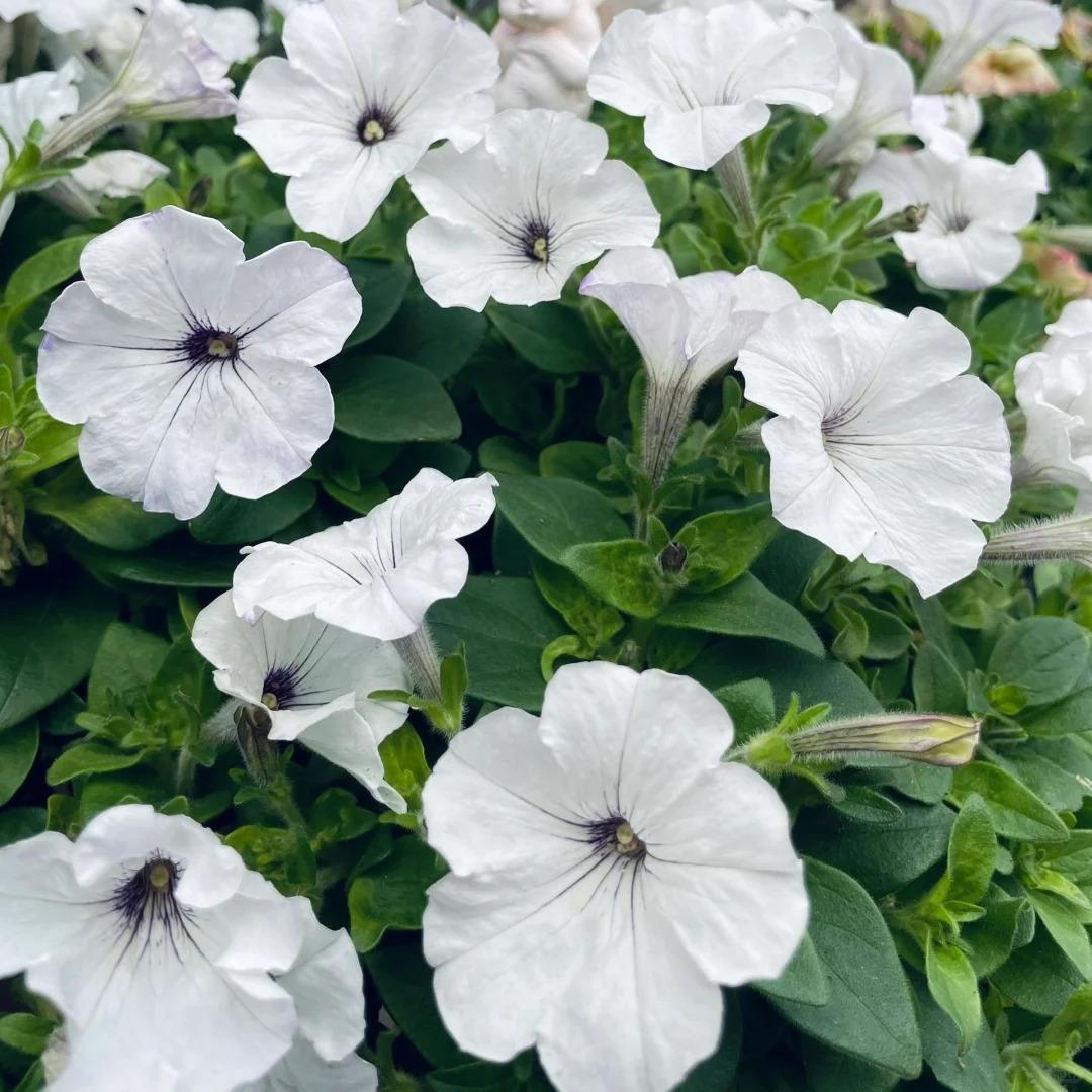 Dwarf Petunia Seeds for Pots, Baskets and Gardens🌸