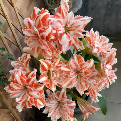 Premium Dutch Amaryllis Bulbs