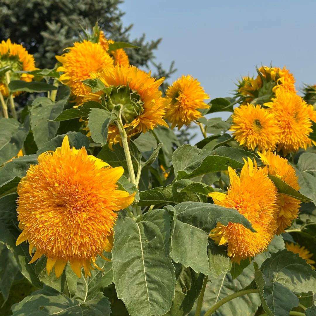 Bring Warm, Happy Vibes with Teddy Bear Sunflowers 🌻
