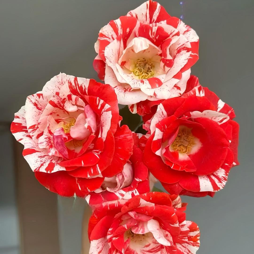🌹 Rare Striped Rose Seeds