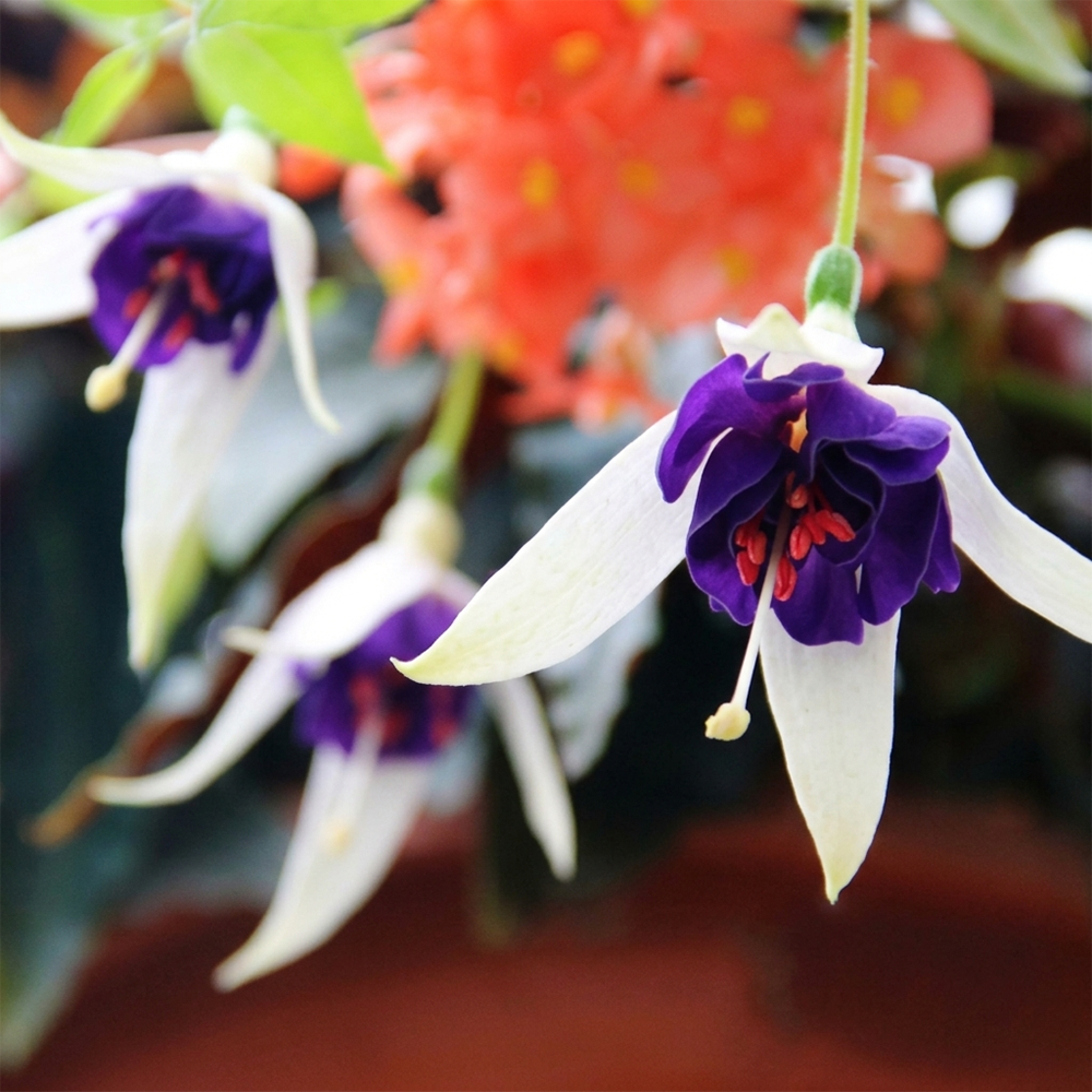 Fuchsia Flower Seeds – Stunning Hanging Lantern Flowers for Garden & Balcony