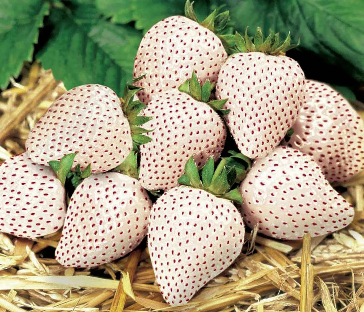 🍓 White Cream Strawberry Seeds – Grow Sweet, Creamy Strawberries at Home