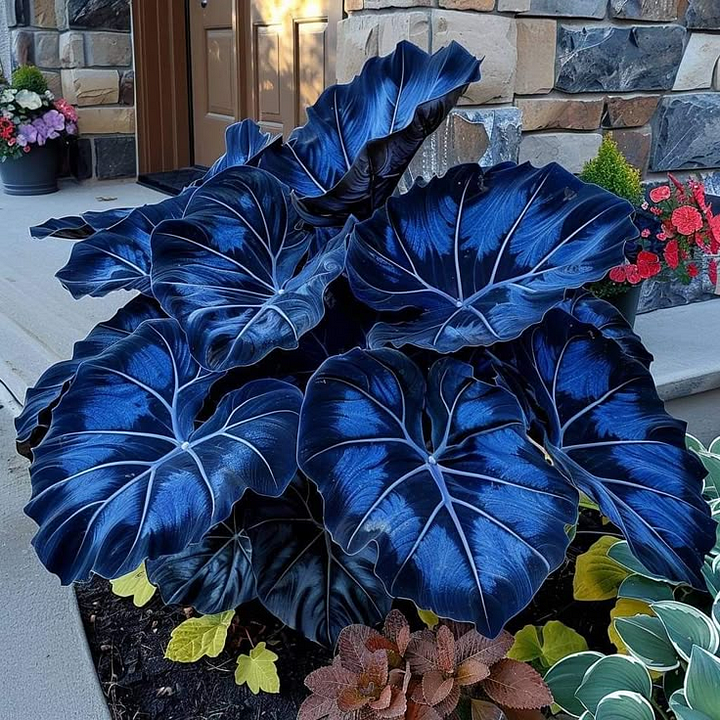 🌿Garden Favorite Hosta Bulbs – Lush Foliage, Shade-Loving Perennial Garden Plants🪴