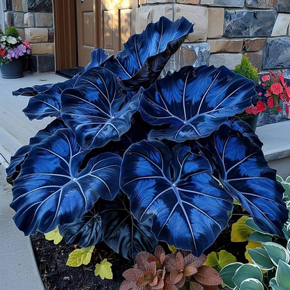 🌿Garden Favorite Hosta Bulbs – Lush Foliage, Shade-Loving Perennial Garden Plants🪴