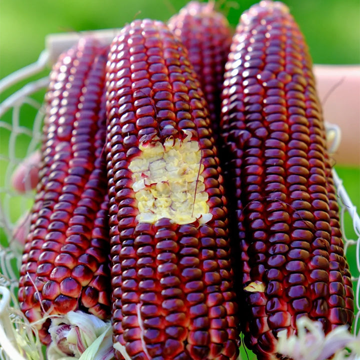 Gem Corn Seeds for Home Vegetable Gardens