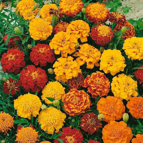 🌼Marigold Seeds for Planting – Natural Pest Control & Edible Flowers