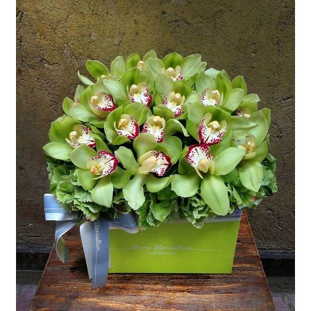 Cymbidium Orchid Seeds-Light Green