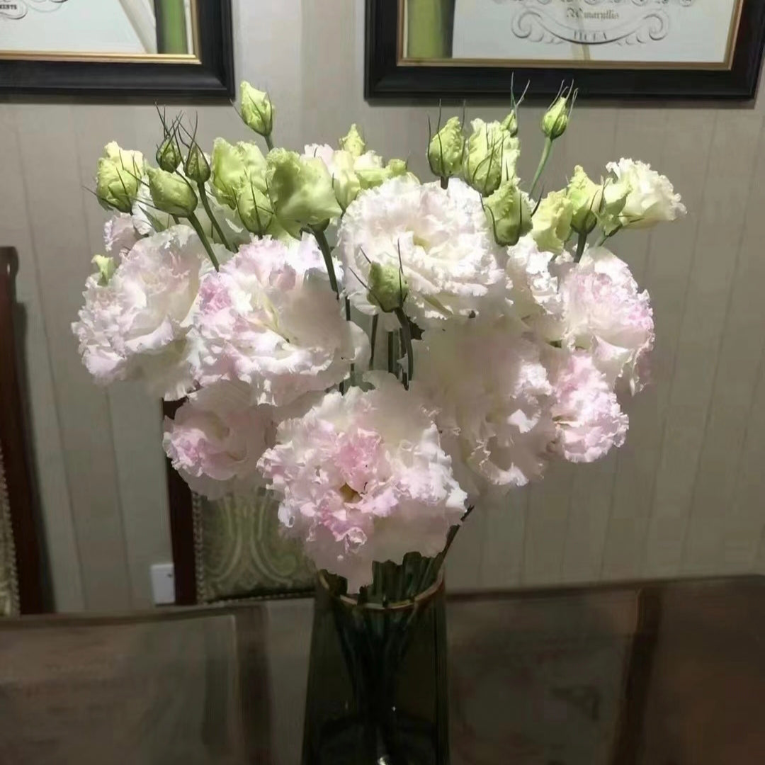 Eustoma-Ice cream Curls-Graceful Elegance in Every Petal