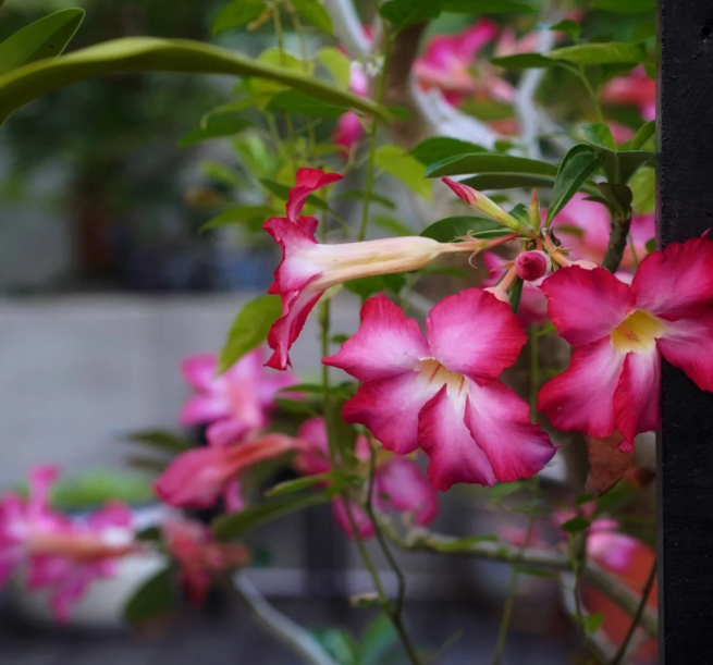 Pink Lady🌺Desert Rose Seeds