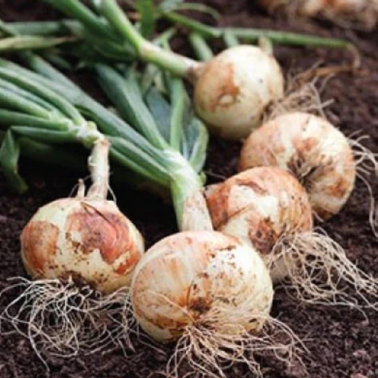 Yellow Sweet Spanish Utah Onion