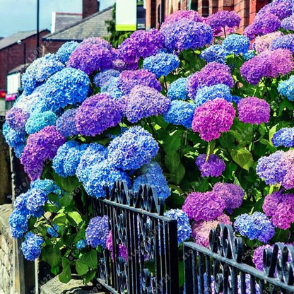 Hydrangea Seed: Unlock Nature's Beauty
