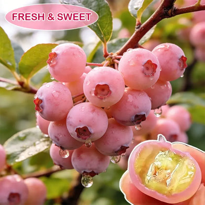 🔥 Rare Pink Blueberry (Potted plant)