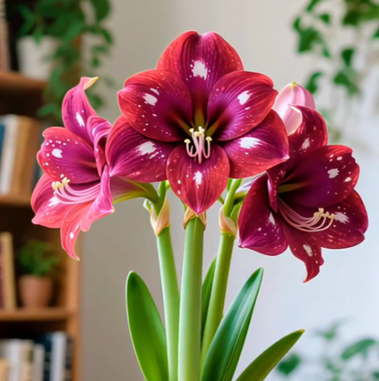 Double-Petaled Perfume Amaryllis Bulbs