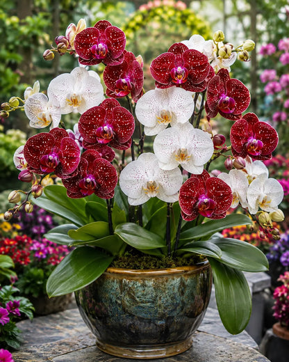 Rare Galaxy Orchid Bulb