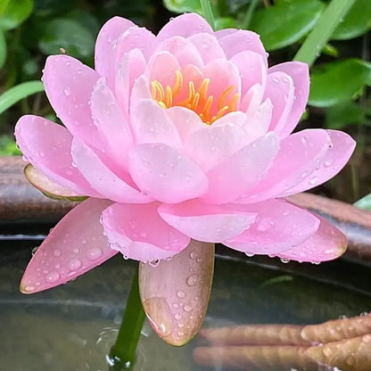 💧 The Sacred Bonsai Bowl Lotus Flower