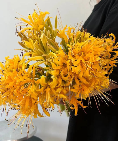 Spider Lily Bulbs-Multicolor🌈