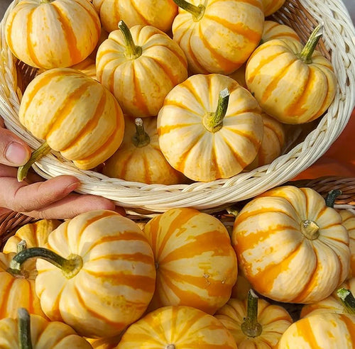 Yellow Beibei Pumpkin Sweet Glutinous BeiBei Mini Chestnut Pumpkin Seeds