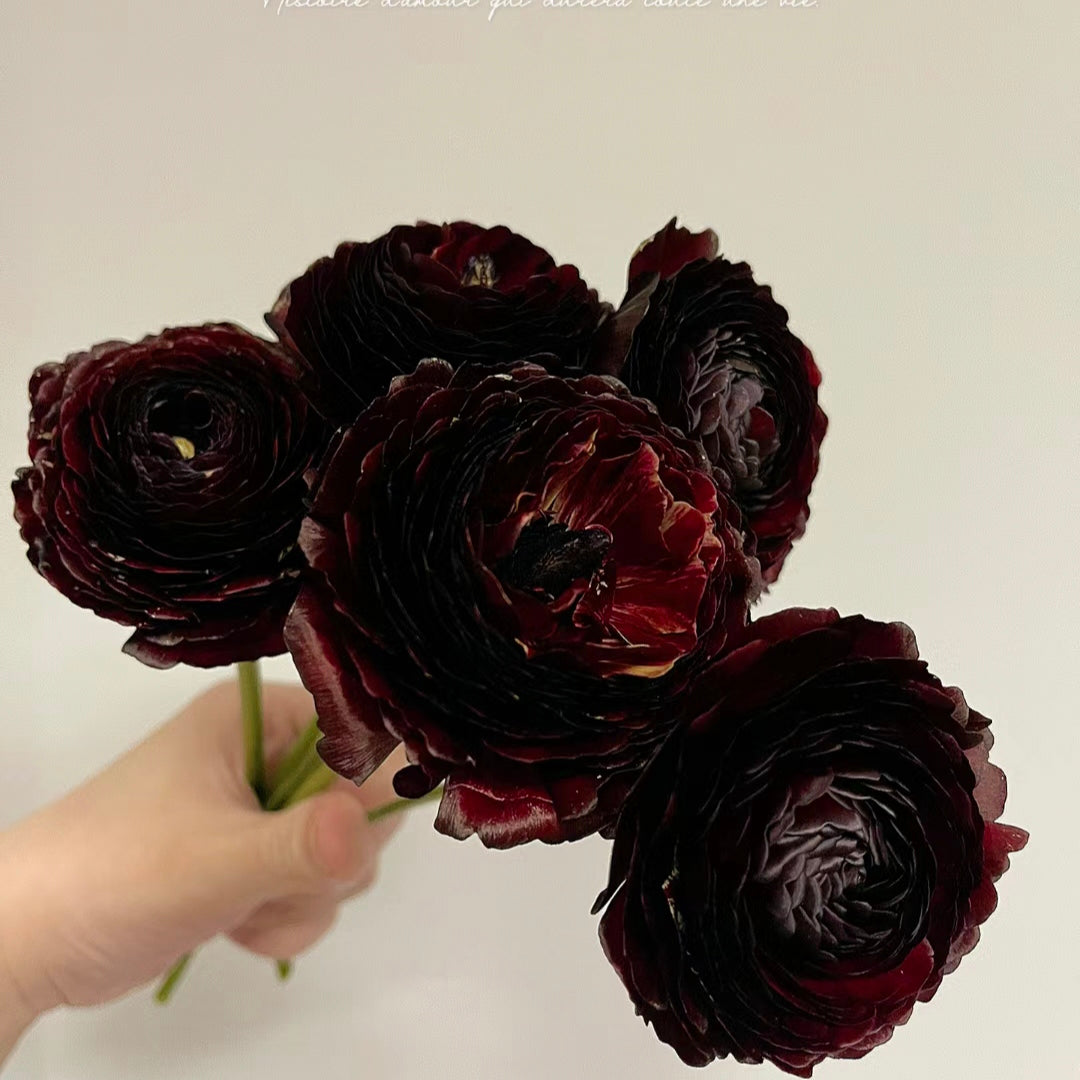 Rare Black Ranunculus Japonicus