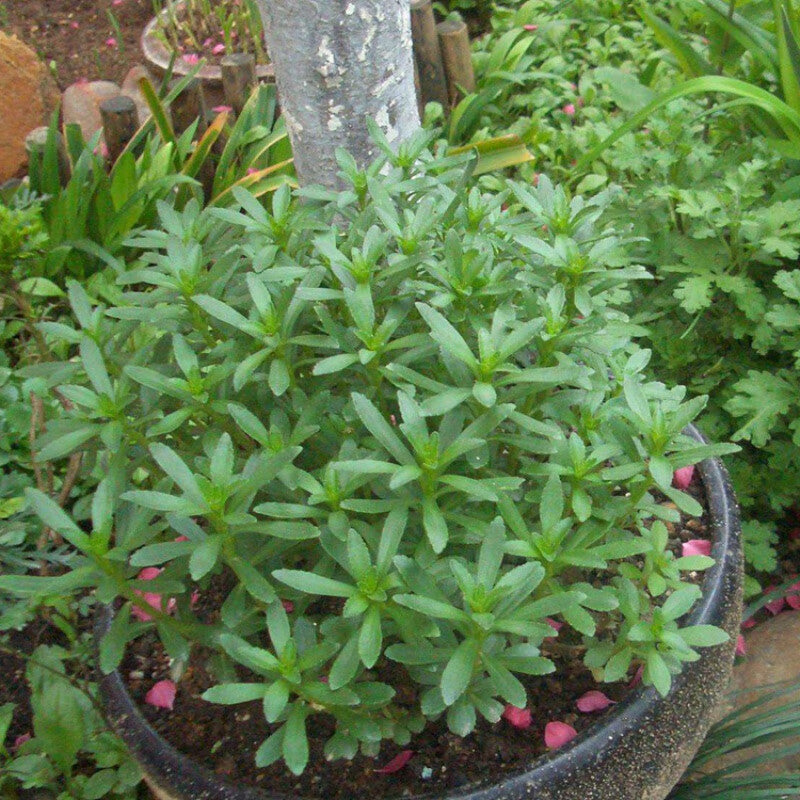 Phedimus Aizoon Seeds(Aizoon Stonecrop)