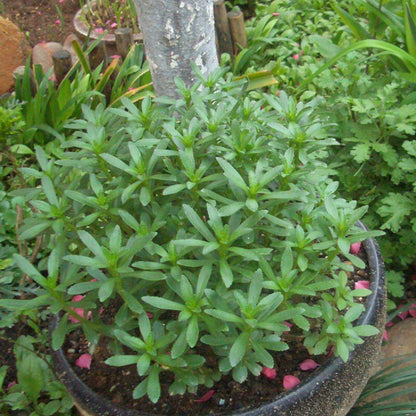 Phedimus Aizoon Seeds(Aizoon Stonecrop)