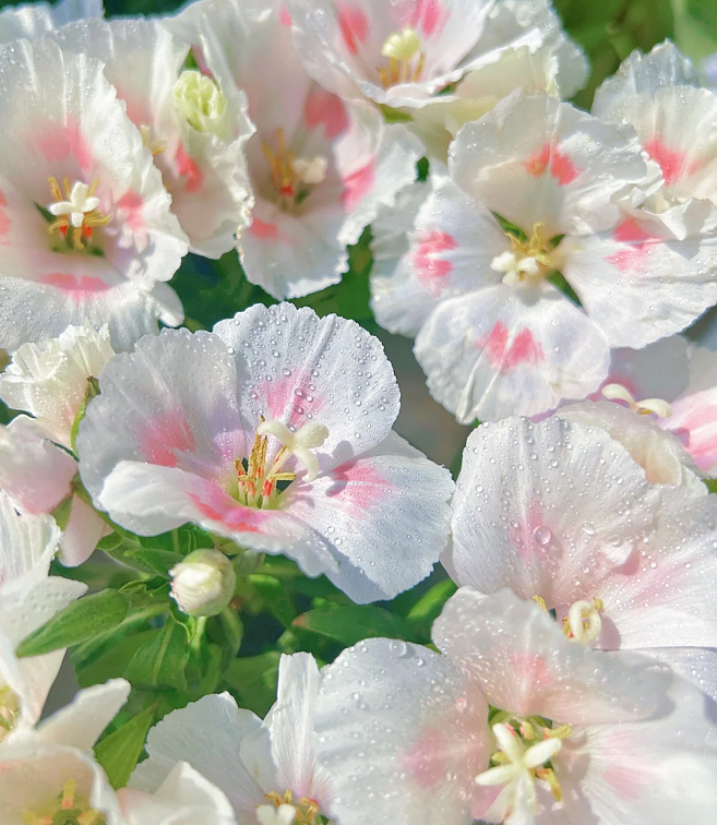 Clarkia amoena, Farewell-to-Spring
