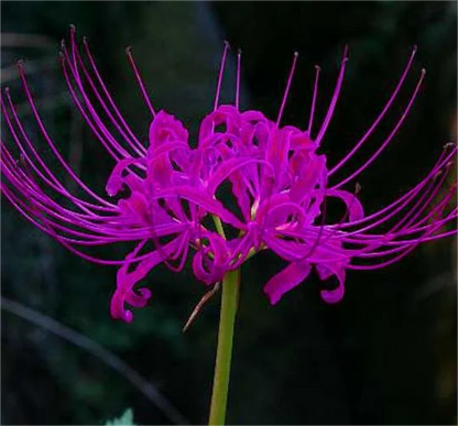 Spider Lily Bulbs-Multicolor🌈