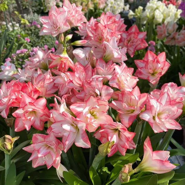 Double-Petaled Perfume Amaryllis Bulbs